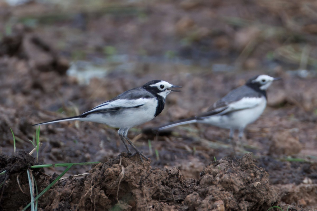 konipas bílý (ssp. alboides) - ML644639707