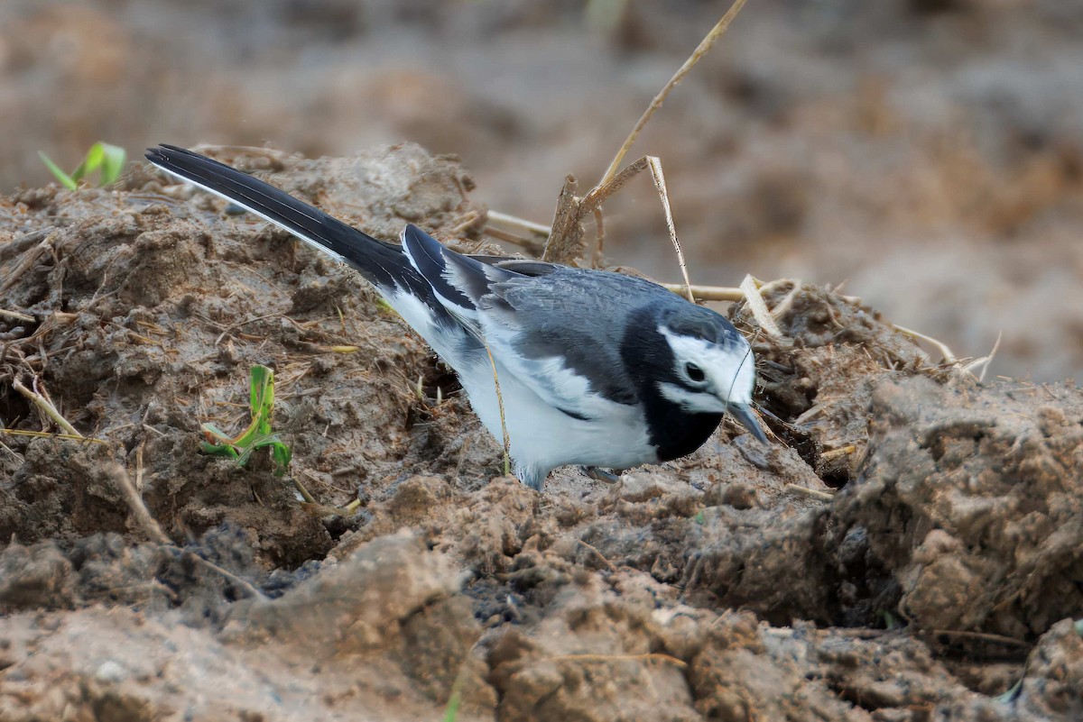 konipas bílý (ssp. alboides) - ML644639708