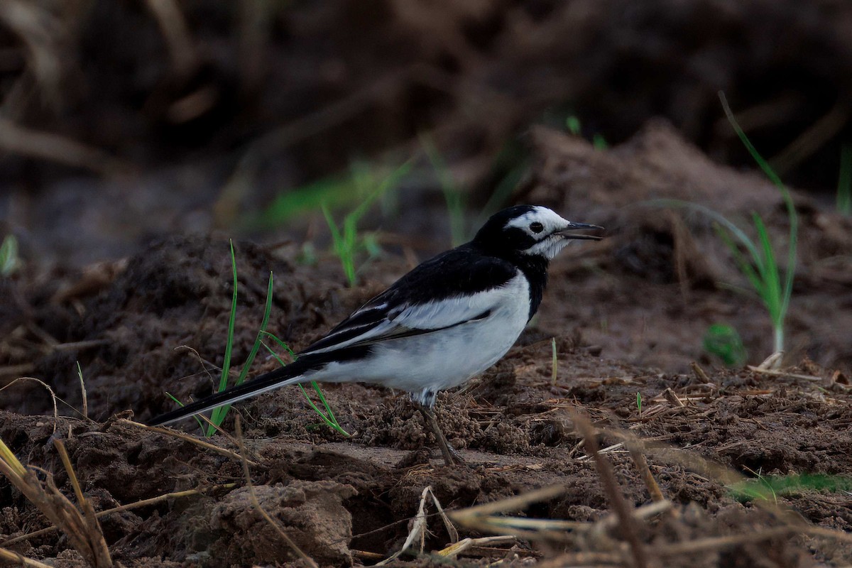 konipas bílý (ssp. alboides) - ML644639709