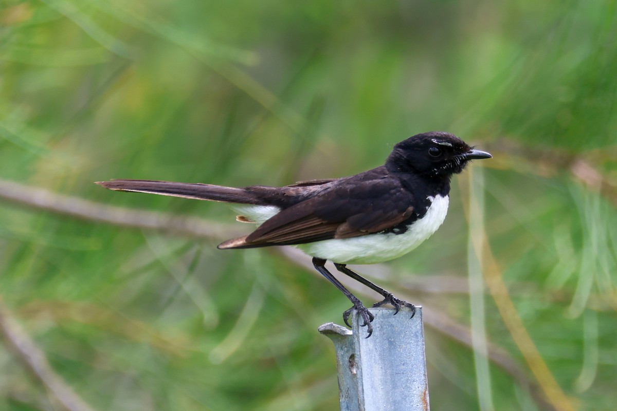 Willie-wagtail - ML644639711
