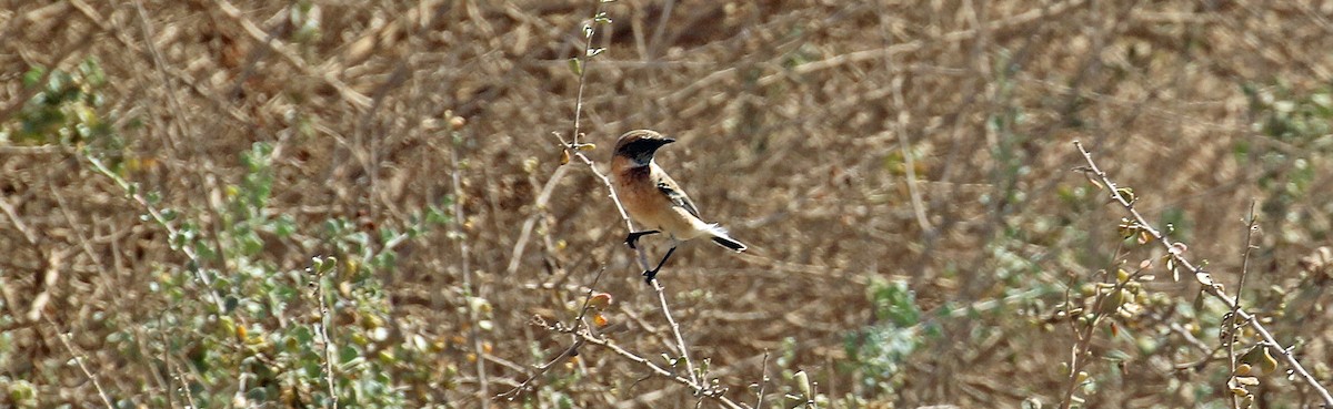 Siberian Stonechat - ML644639712