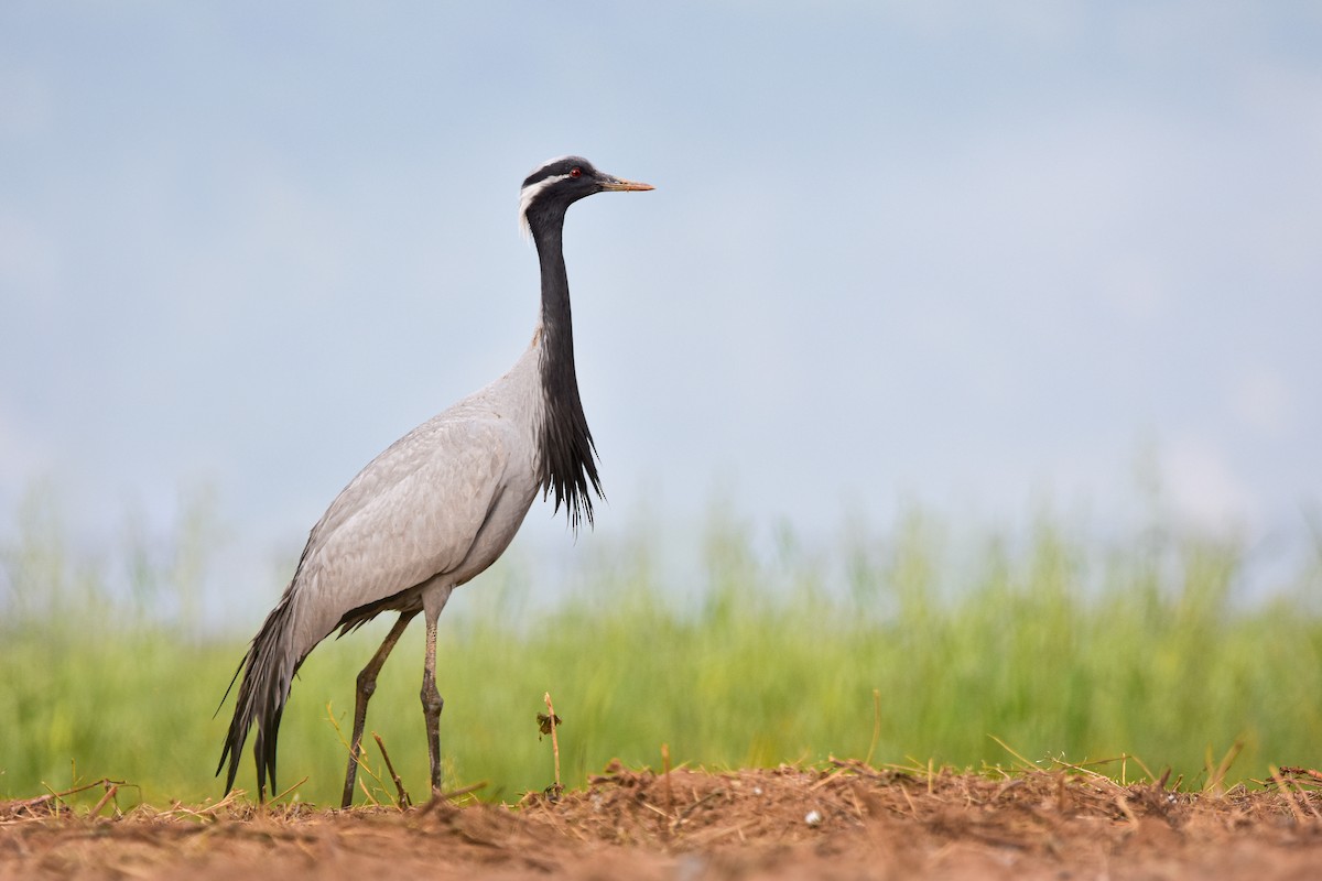 Demoiselle Crane - ML644639713