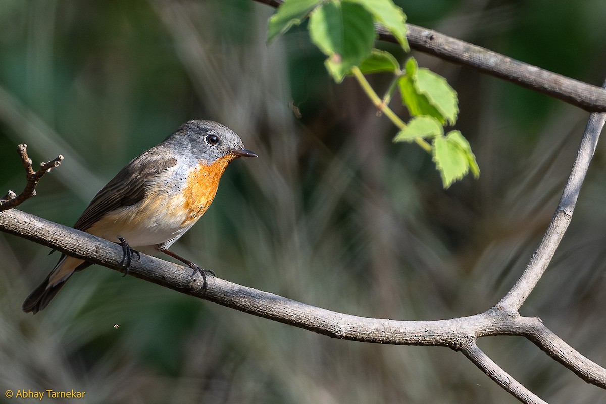 Red-breasted Flycatcher - ML644639725