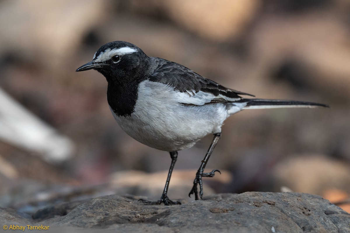 Bergeronnette indienne - ML644639731