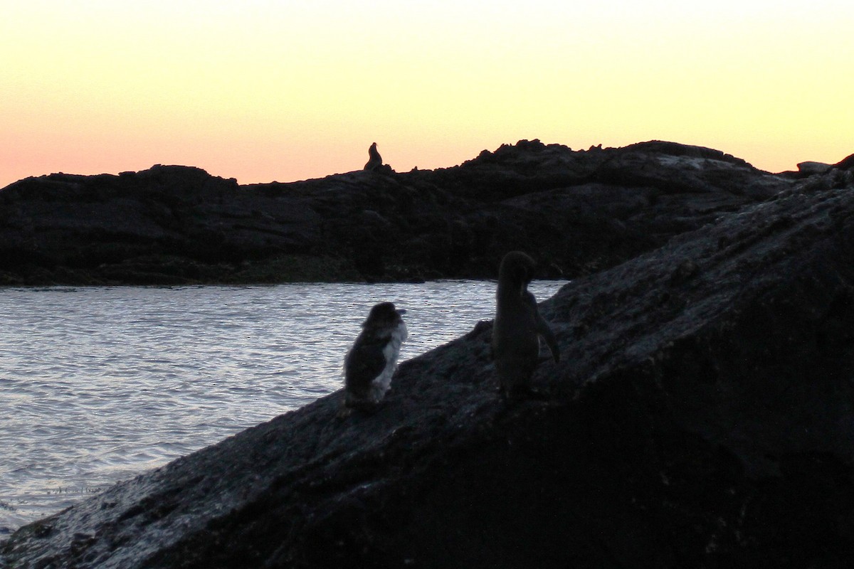 Galapagos Penguin - ML644639733