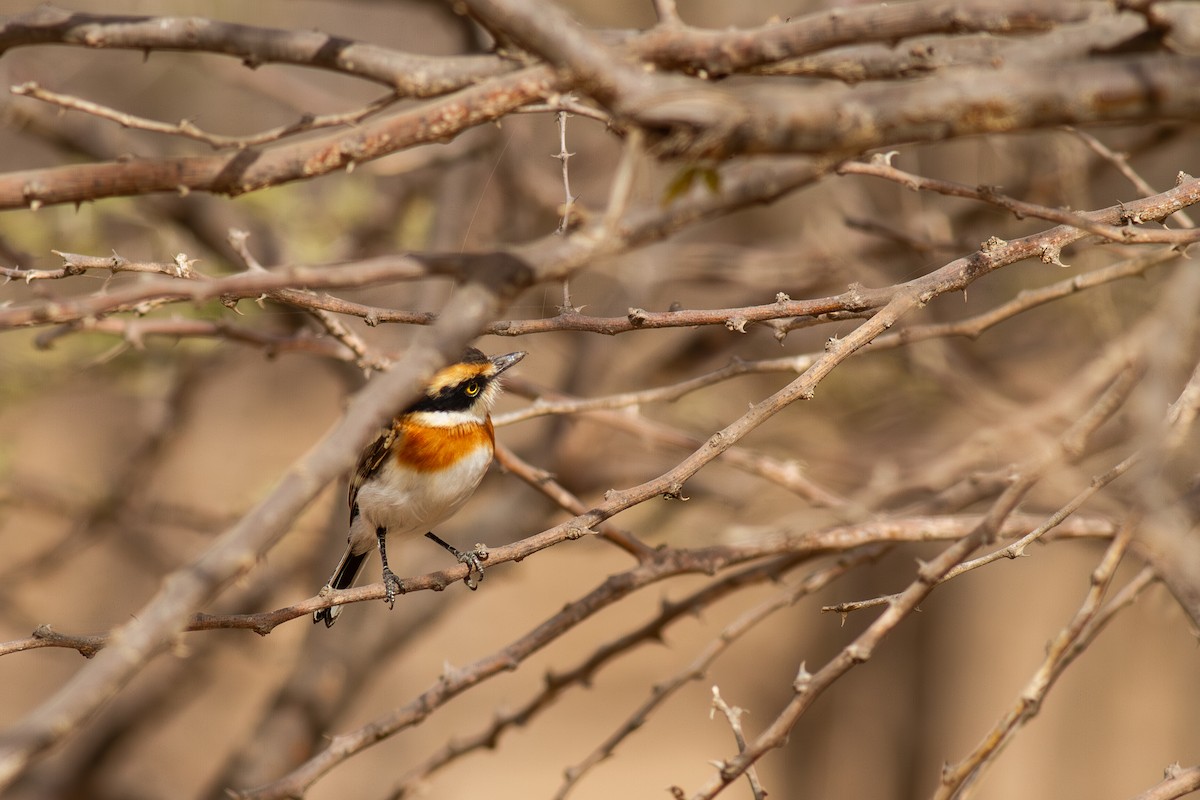 Senegal Batis - ML644639735