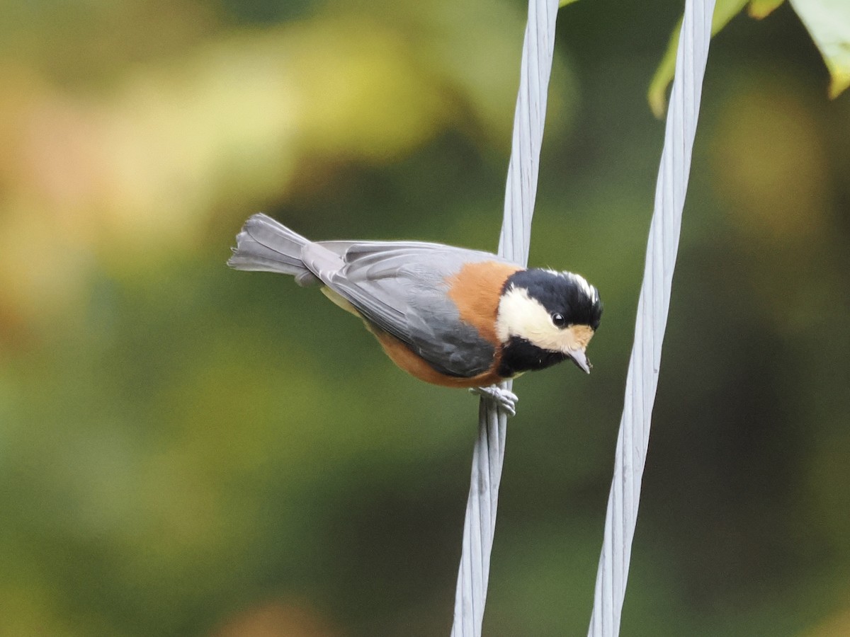 Varied Tit - ML644639743