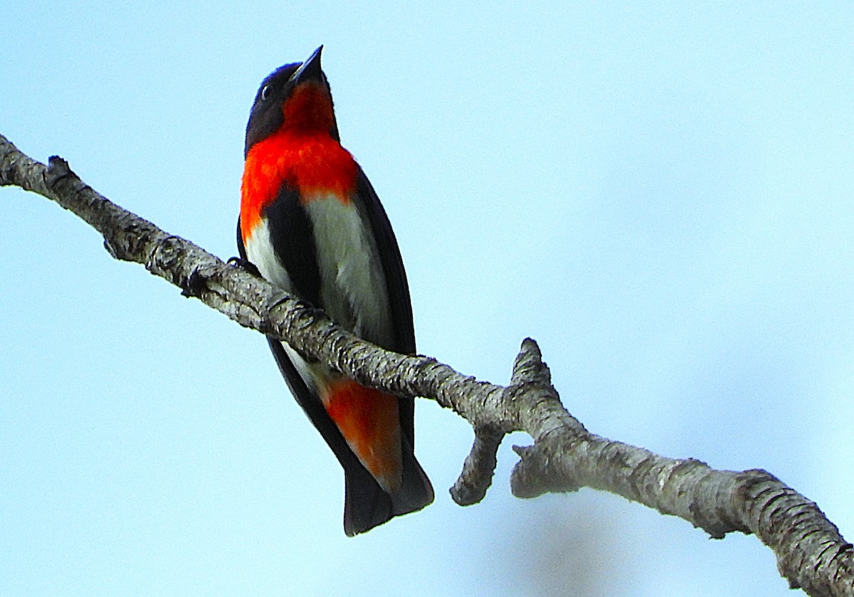 Mistletoebird - ML644639747