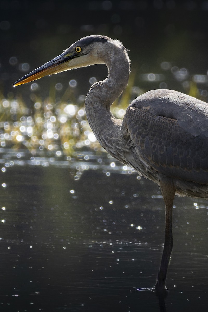 Koartza hauskara amerikarra - ML644639748