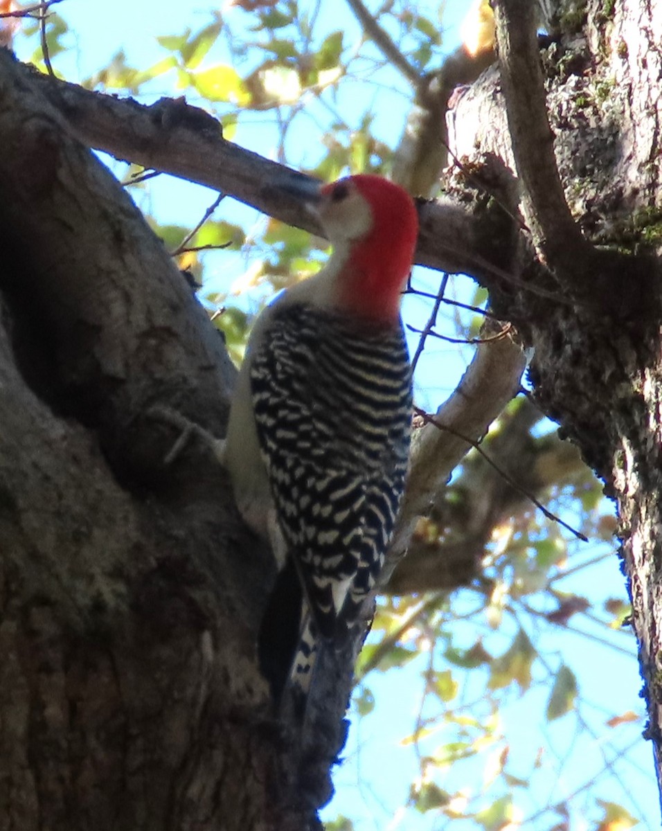 Pic à ventre roux - ML644639757