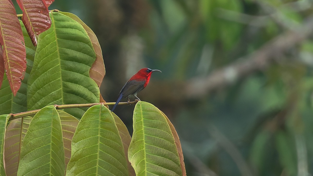 strdimil karmínovoprsý - ML644639758