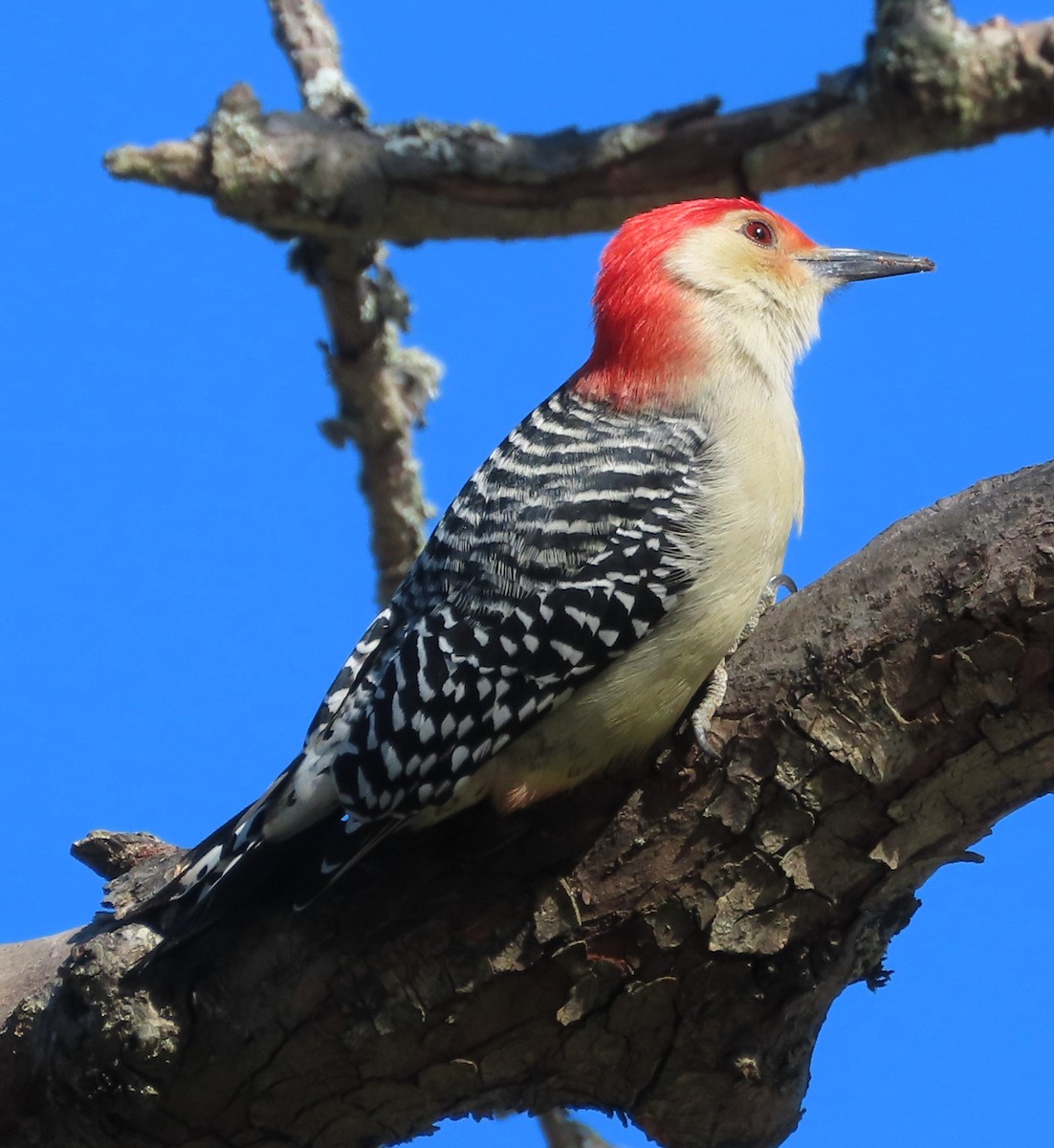 Pic à ventre roux - ML644639759