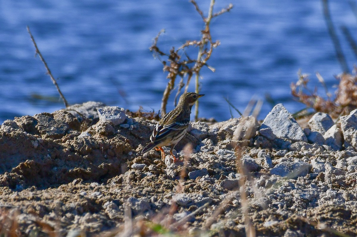 Red-throated Pipit - ML644639760