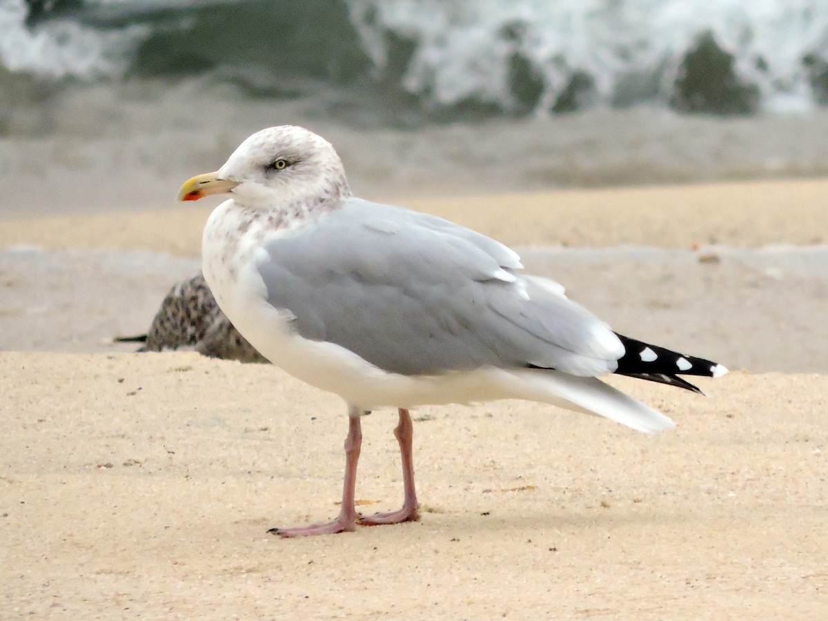 European Herring Gull - ML644639763
