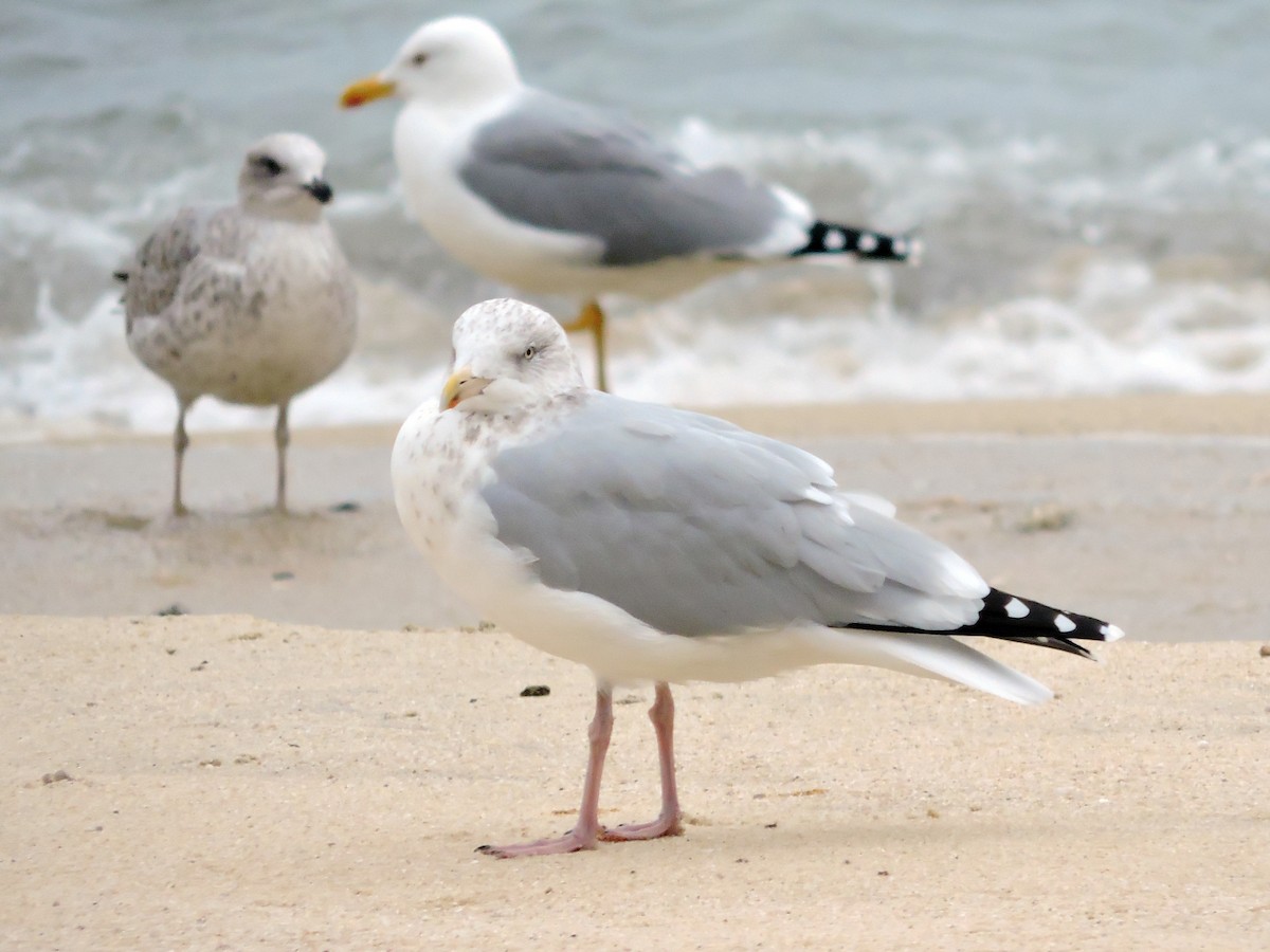 European Herring Gull - ML644639764