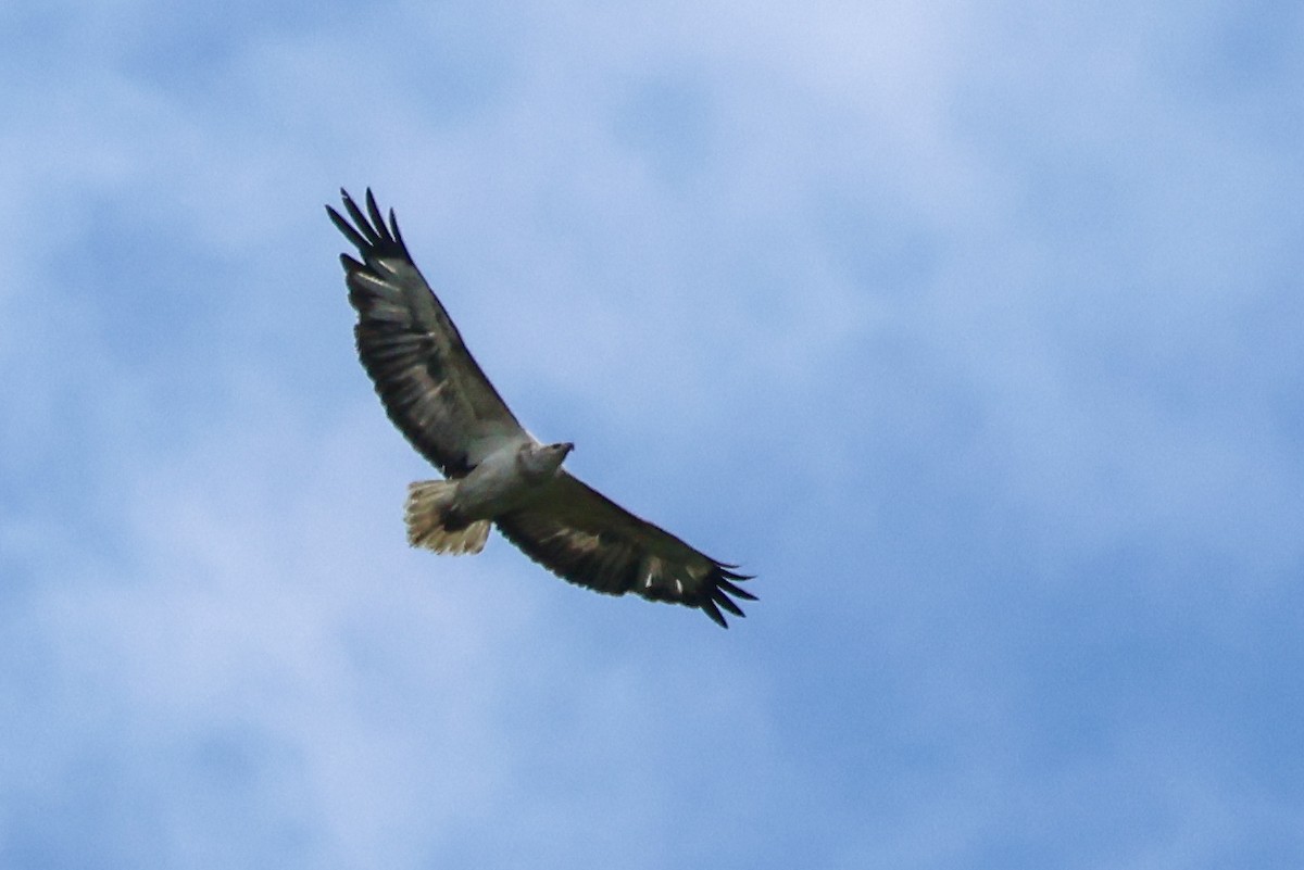 White-bellied Sea-Eagle - ML644639779