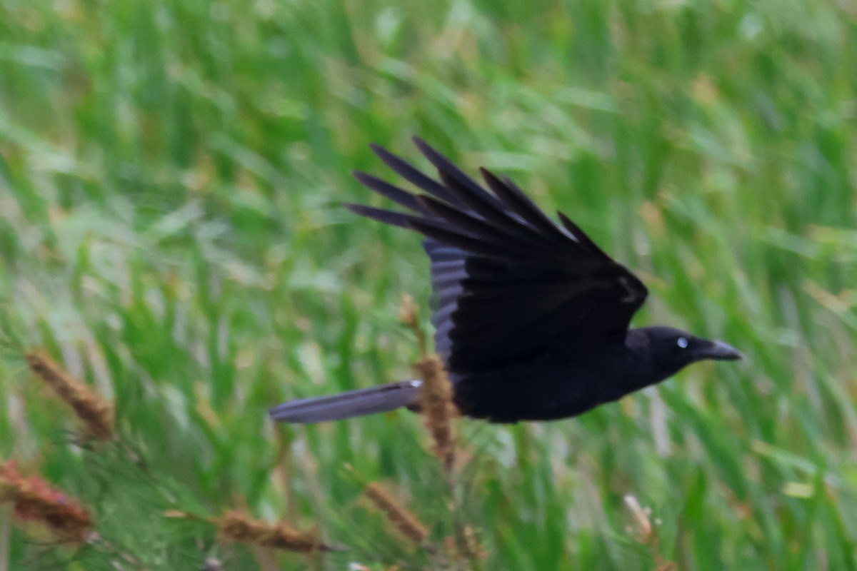 ミナミワタリガラス - ML644639782