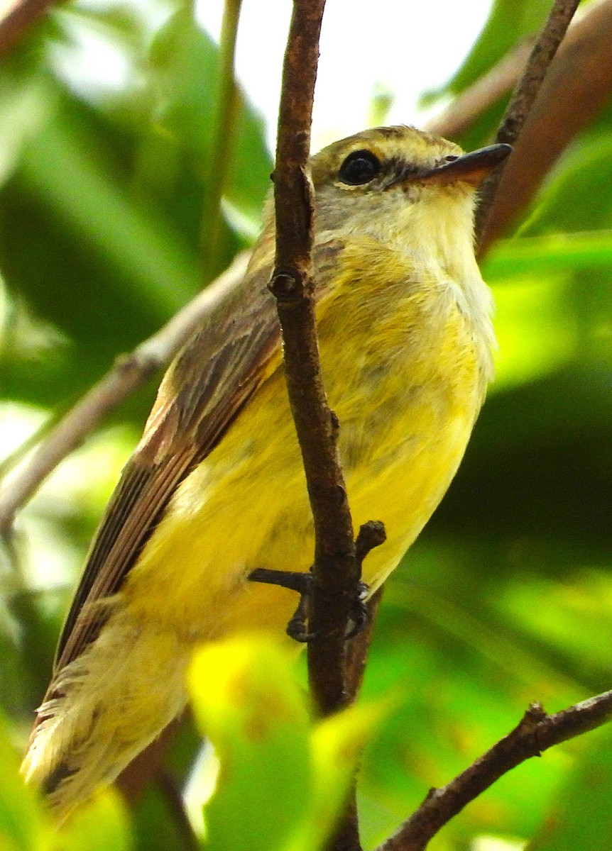 Lemon-bellied Flyrobin - ML644639796