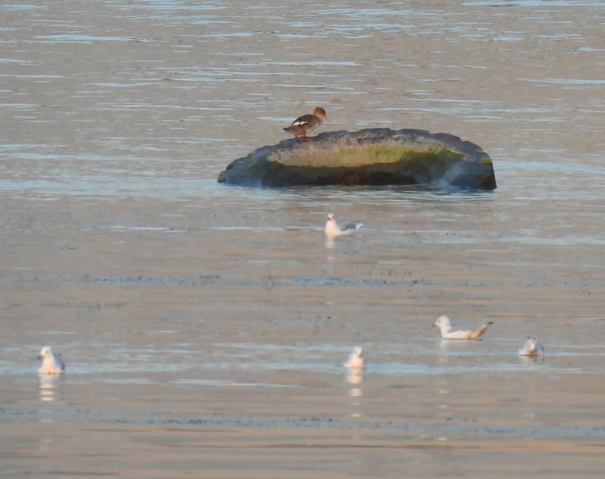 Крех середній - ML644639802