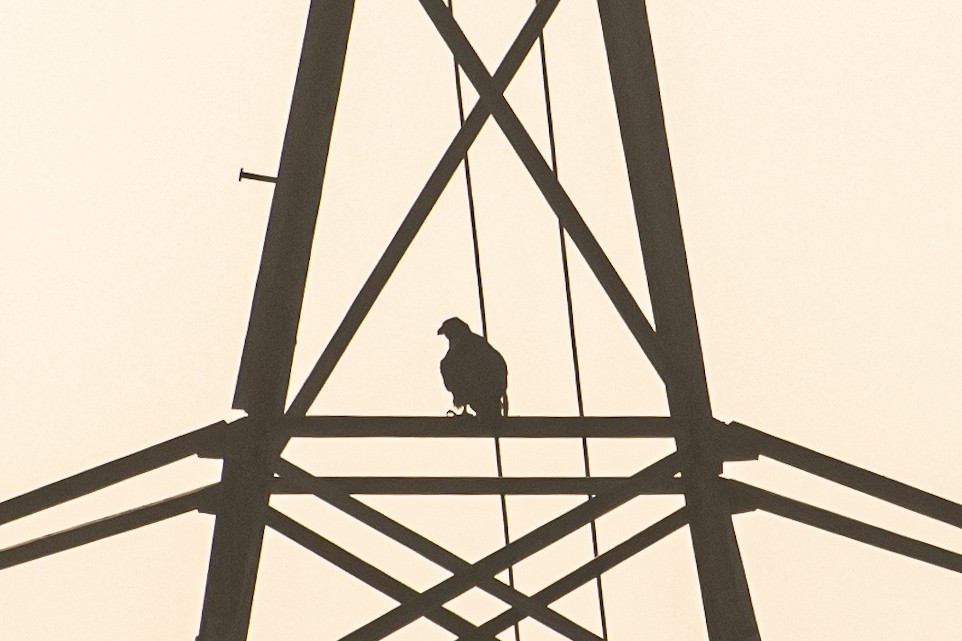 Peregrine Falcon (Shaheen) - ML644639803