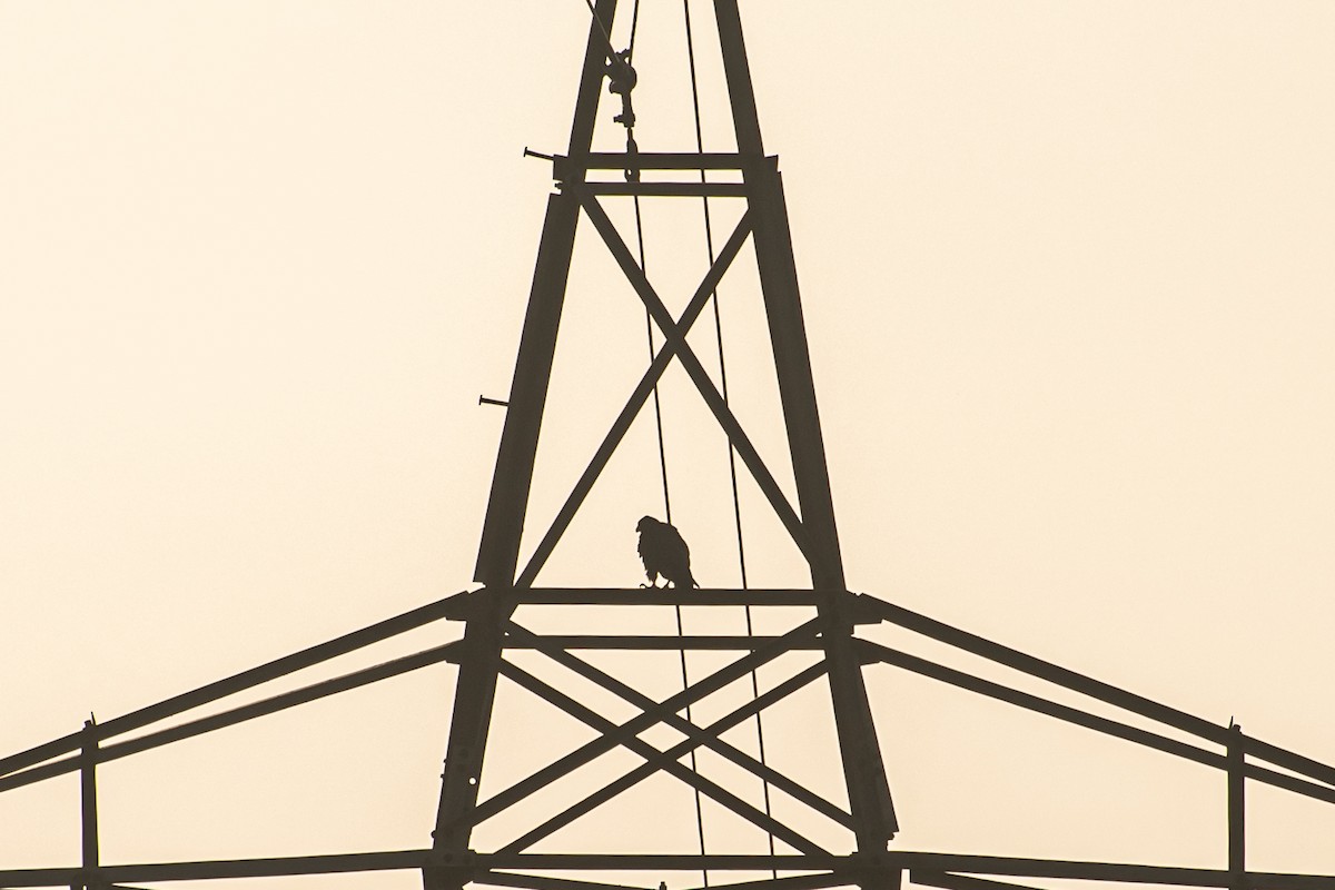 Peregrine Falcon (Shaheen) - ML644639804