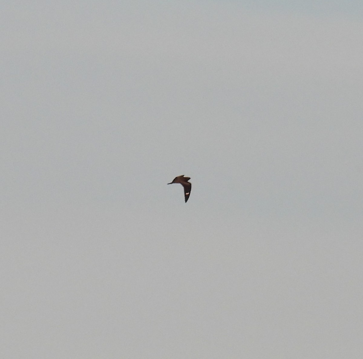 Анаперо віргінський - ML644639806