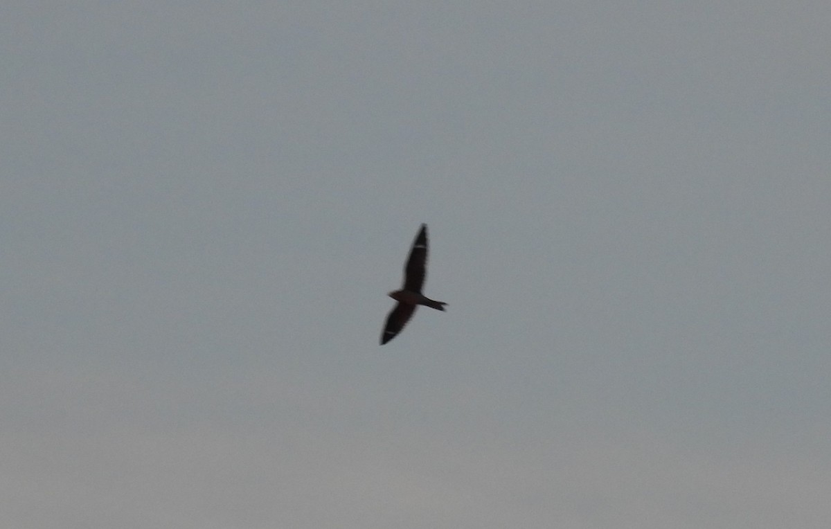 Анаперо віргінський - ML644639807