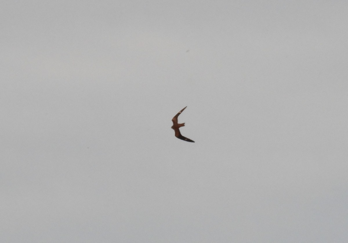 Анаперо віргінський - ML644639808