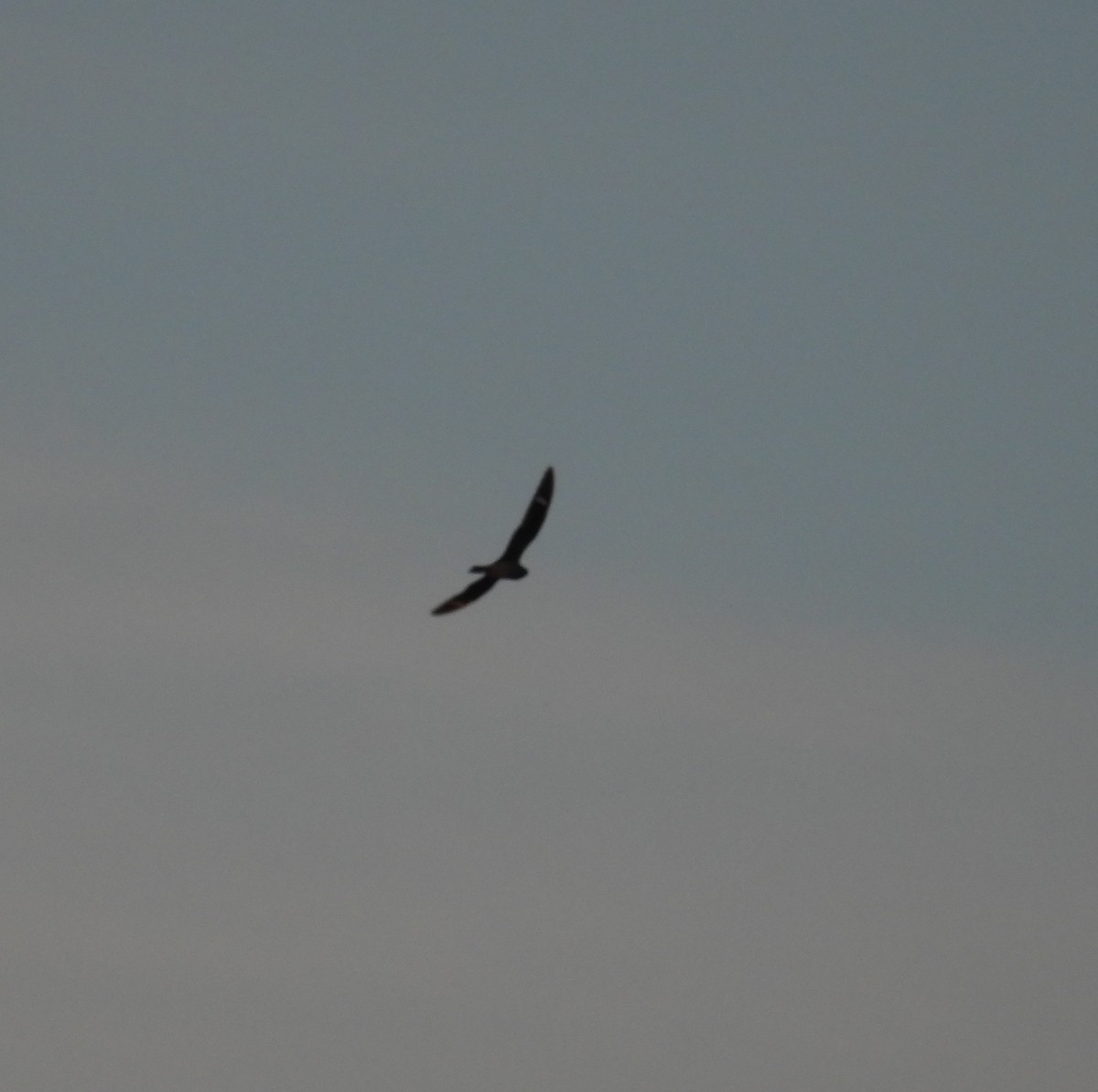 Анаперо віргінський - ML644639809