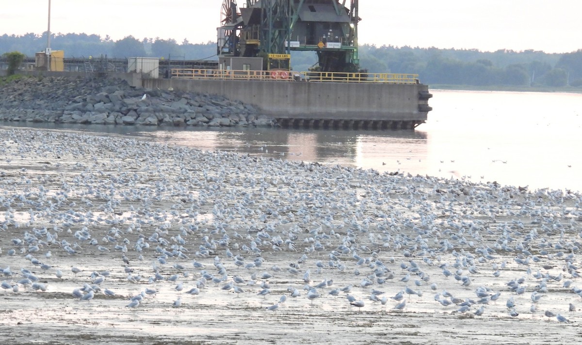 Мартин делаверський - ML644639811