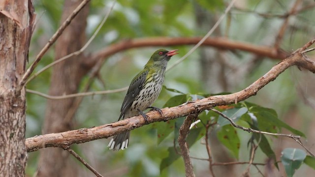 シロハラコウライウグイス - ML644639816