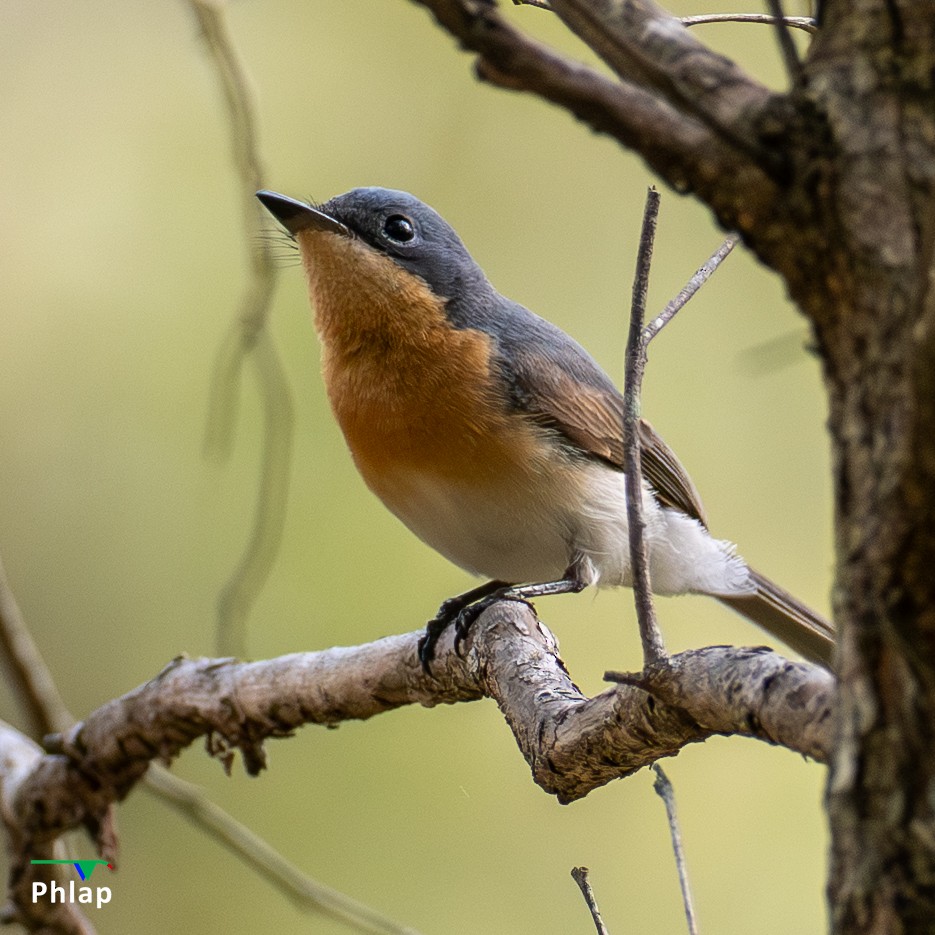 Leaden Flycatcher - ML644639818