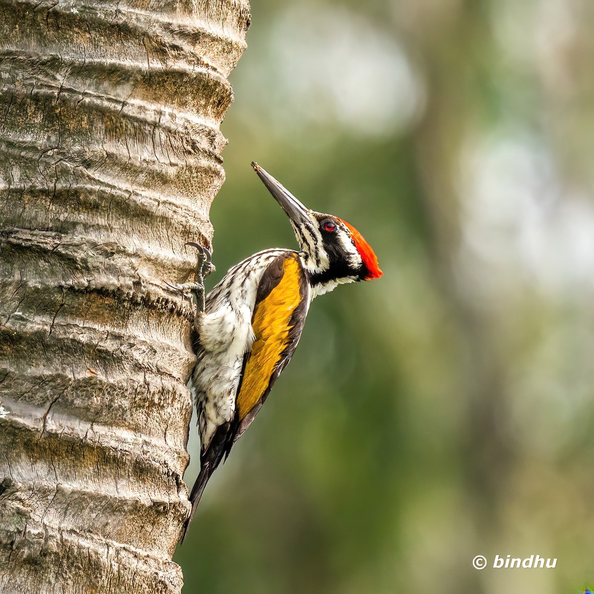 White-naped Woodpecker - ML644639820