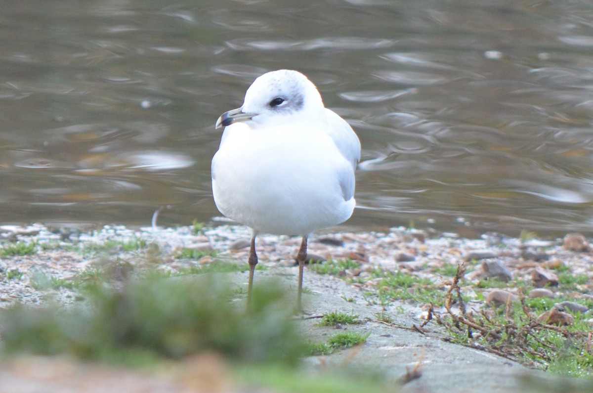 Mediterranean Gull - ML644639839