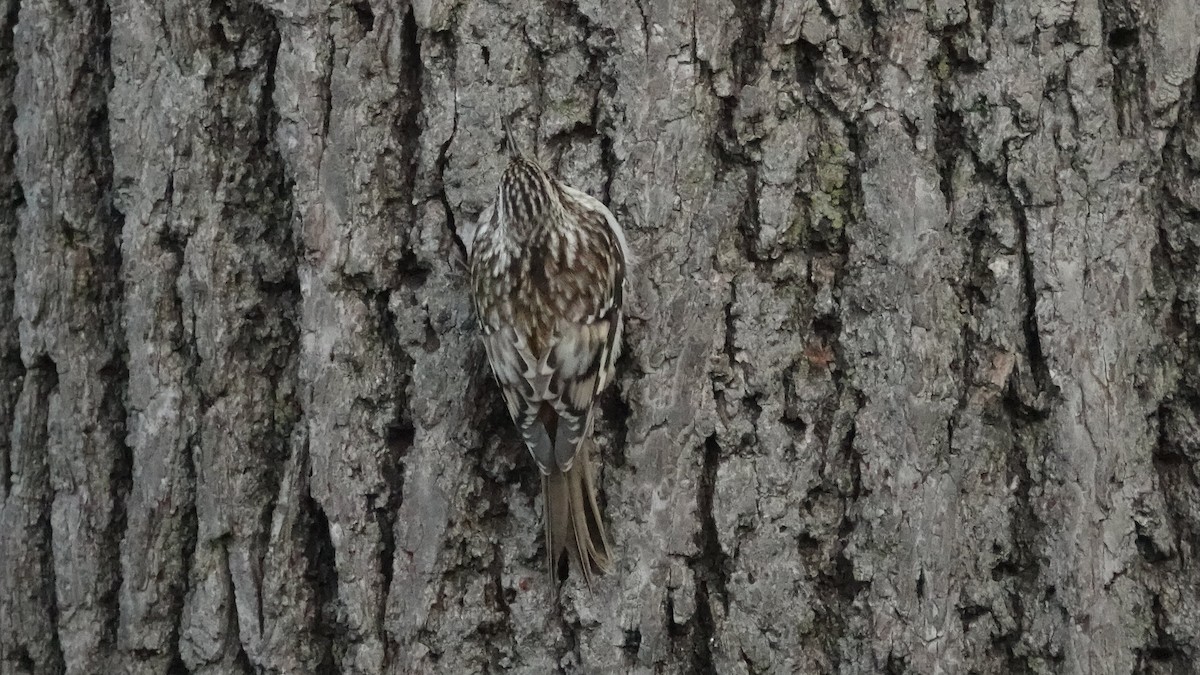 Brown Creeper - ML644639840