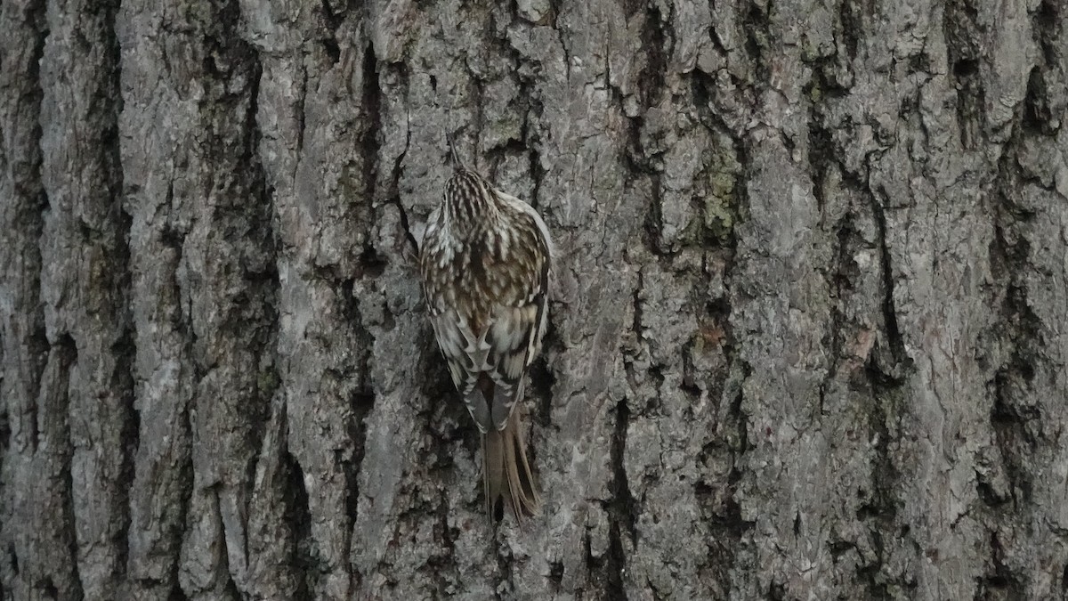Brown Creeper - ML644639841