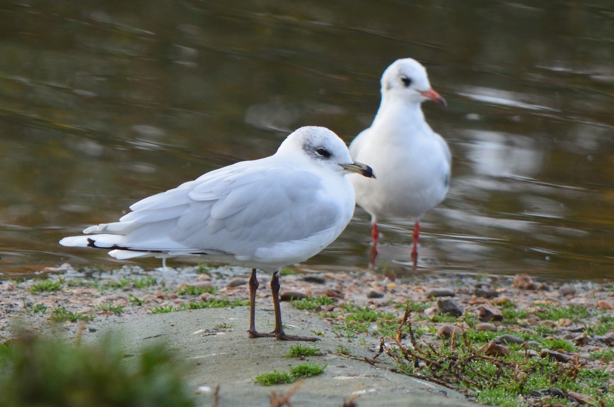 Mediterranean Gull - ML644639842