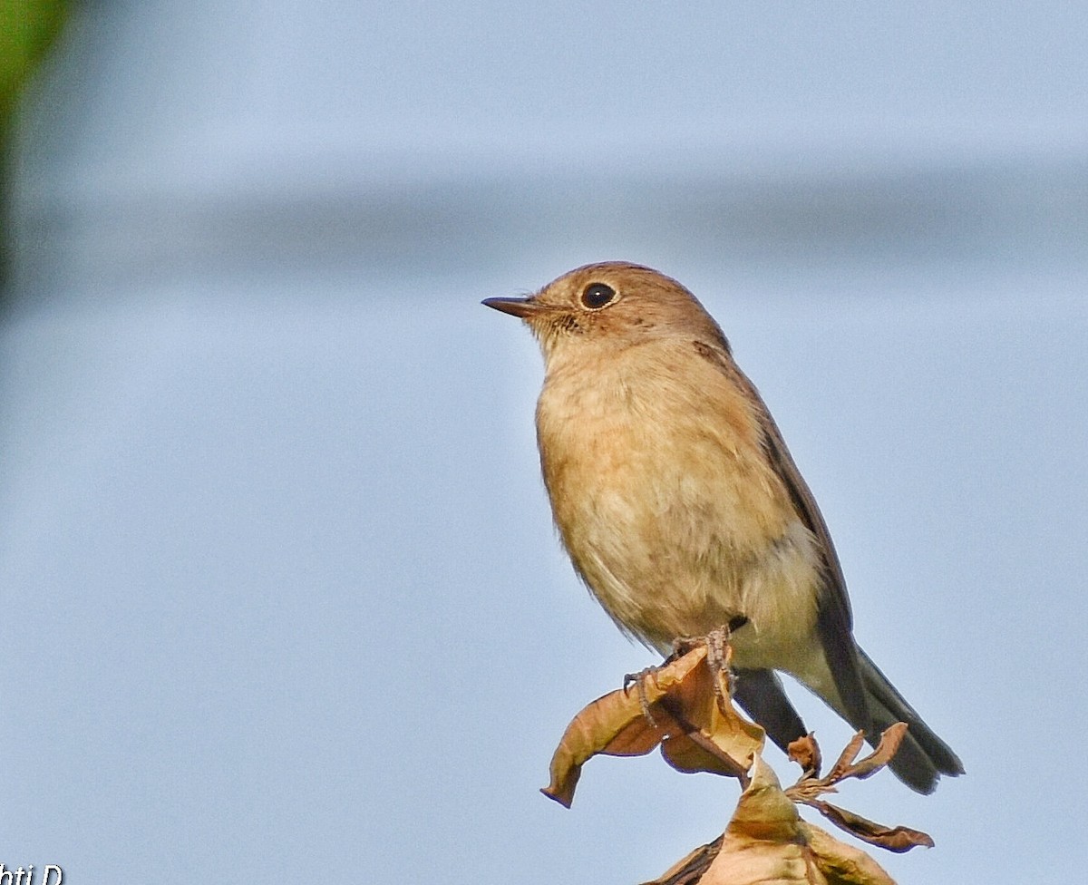 Red-breasted Flycatcher - ML644639848