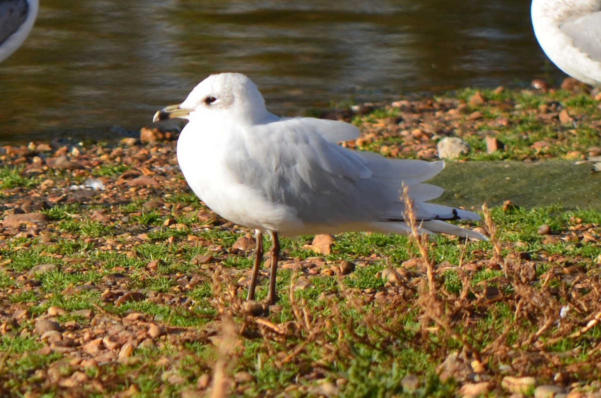 Mediterranean Gull - ML644639850