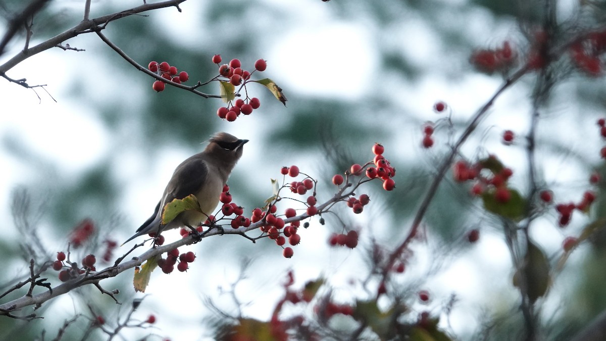 Jaseur d'Amérique - ML644639857