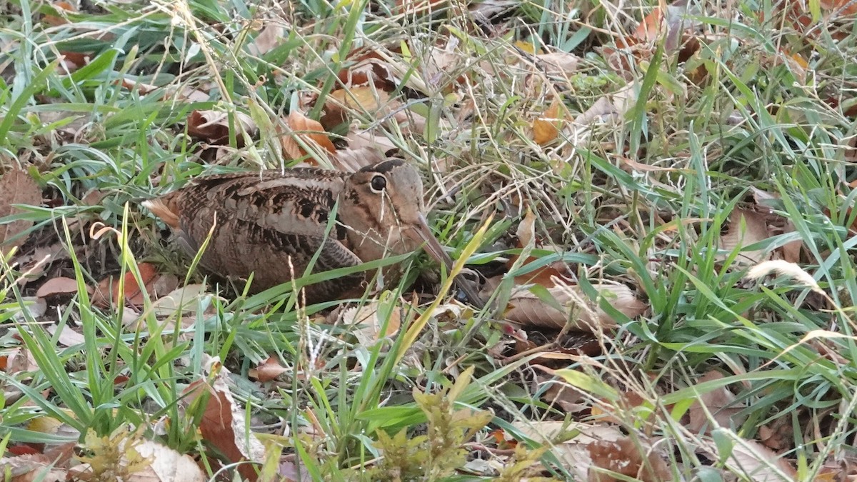 American Woodcock - ML644639859