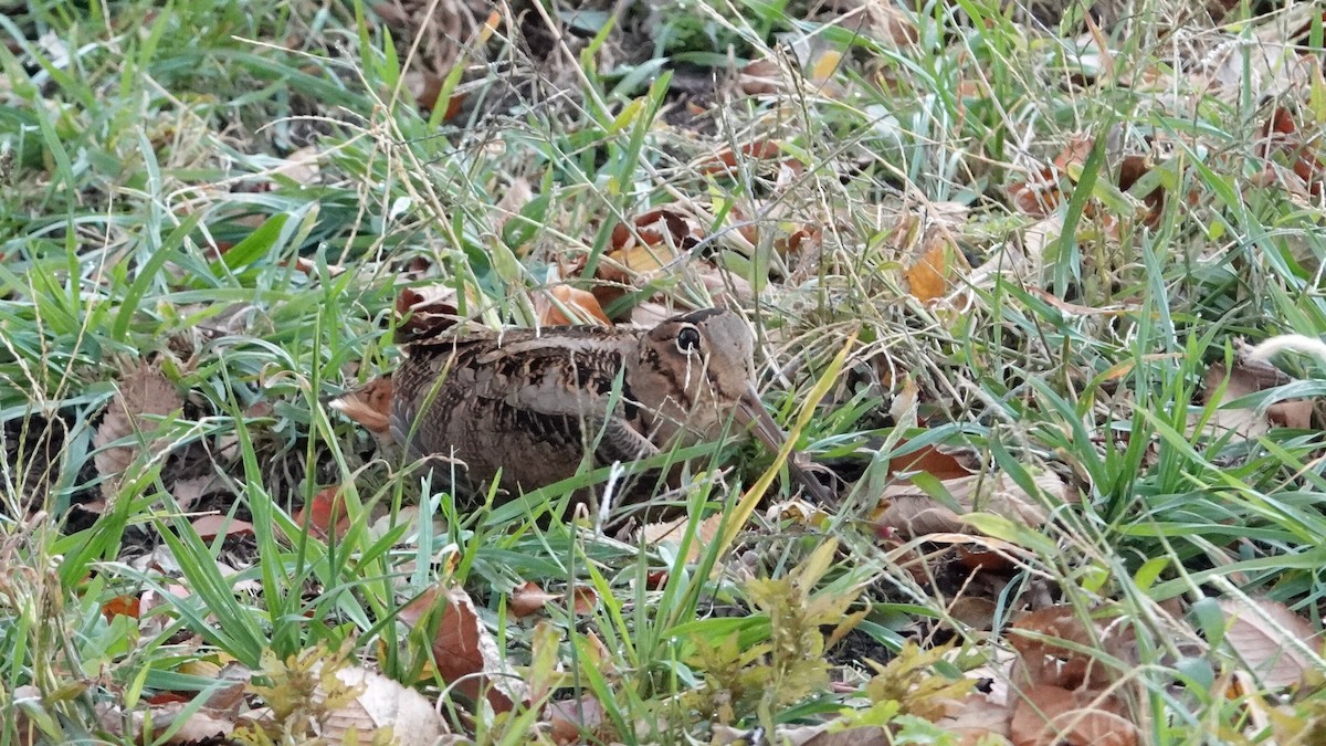 American Woodcock - ML644639860