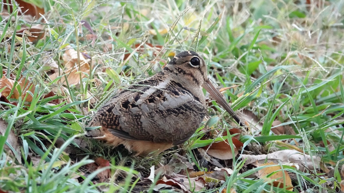 American Woodcock - ML644639861