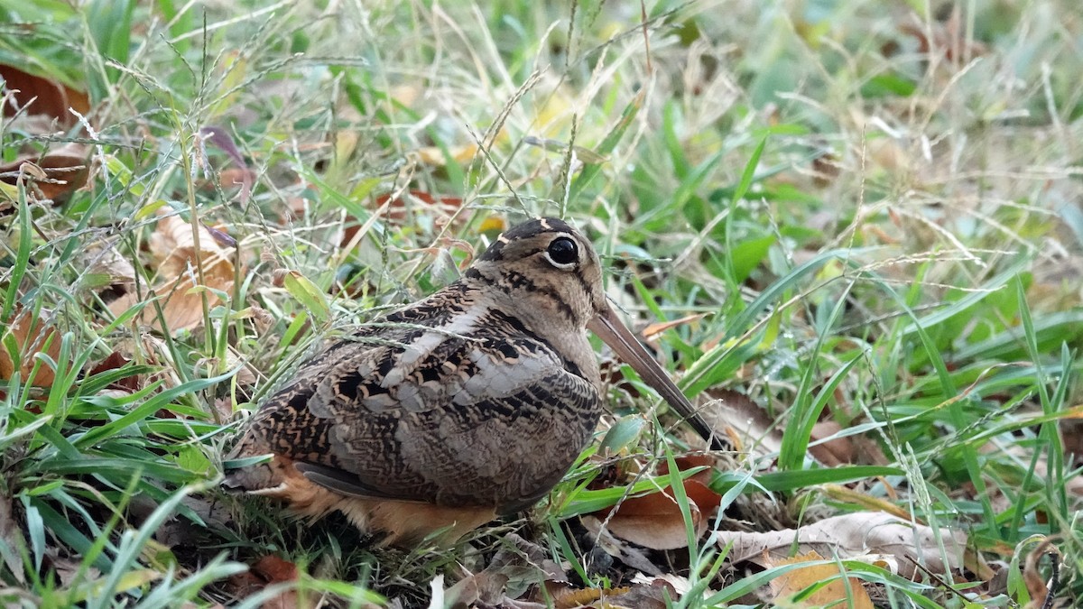American Woodcock - ML644639862