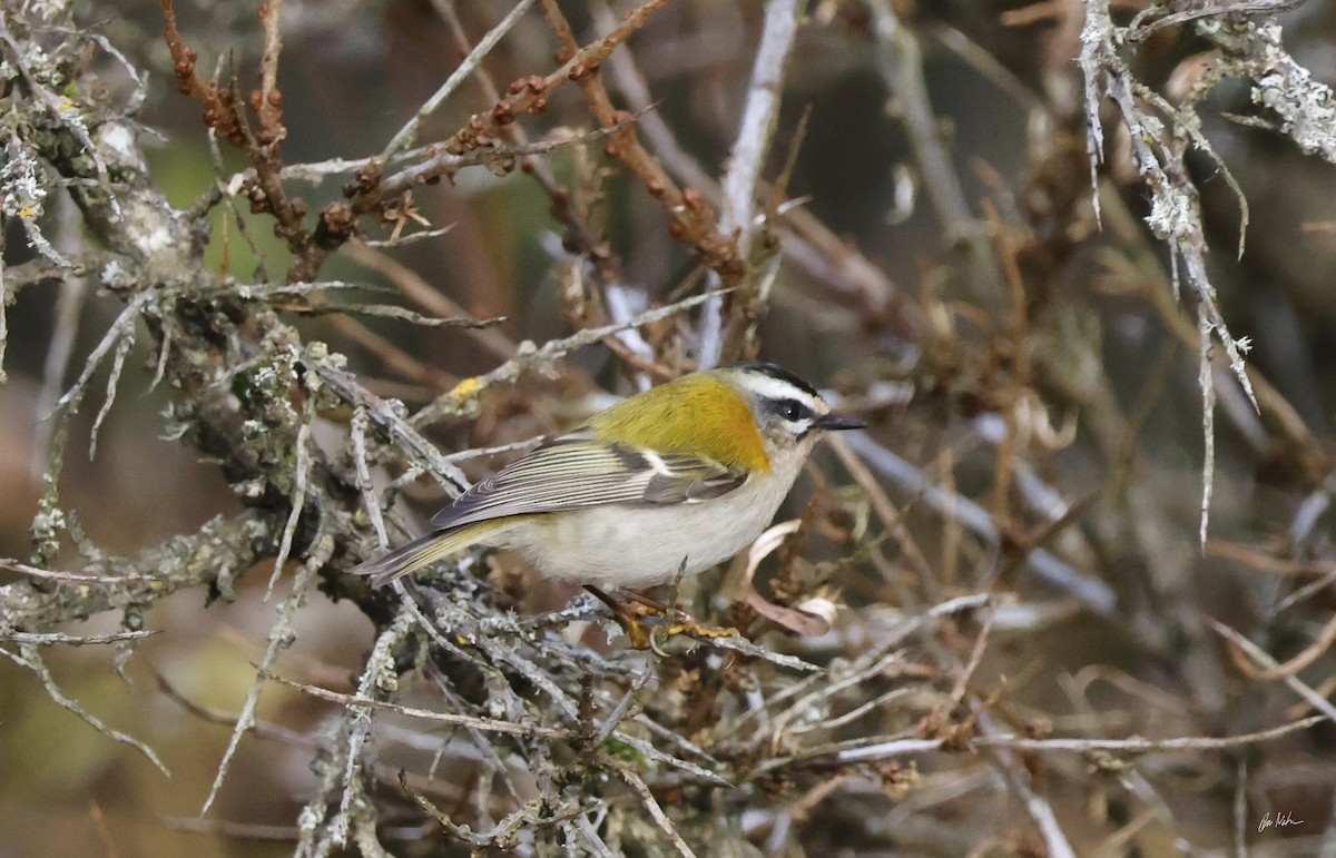 Common Firecrest - ML644639864