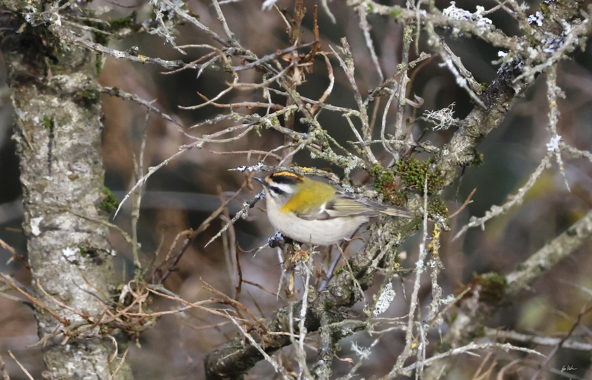 Common Firecrest - ML644639865