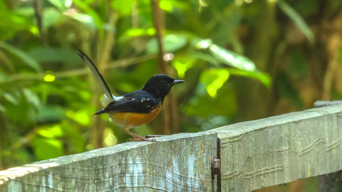 Шама білогуза - ML644639880