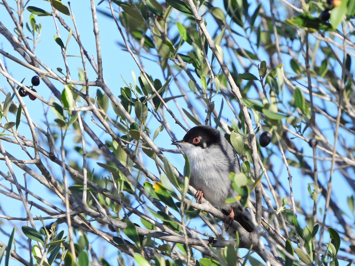 Txinbo burubeltza - ML644639909