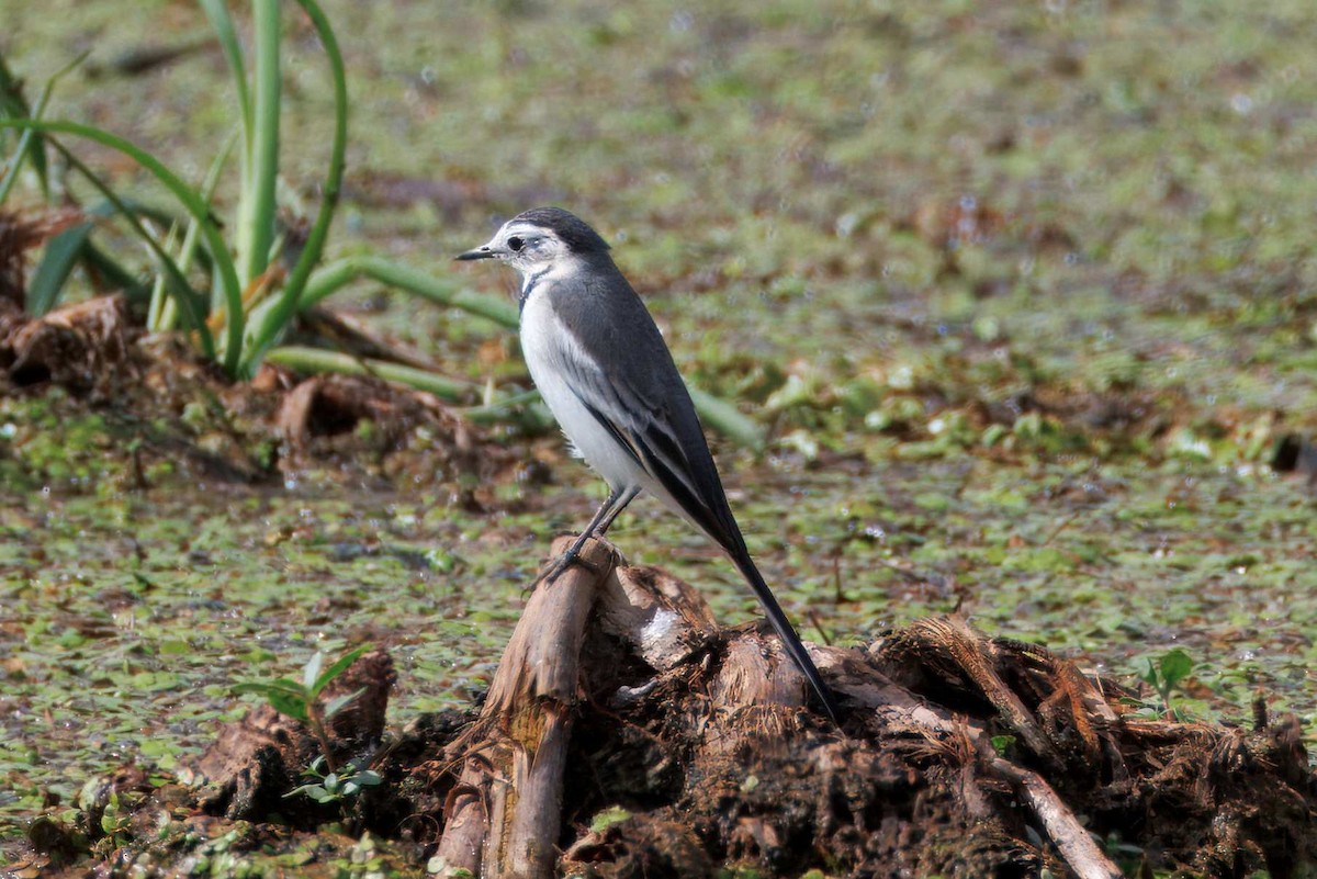 konipas bílý - ML644639910