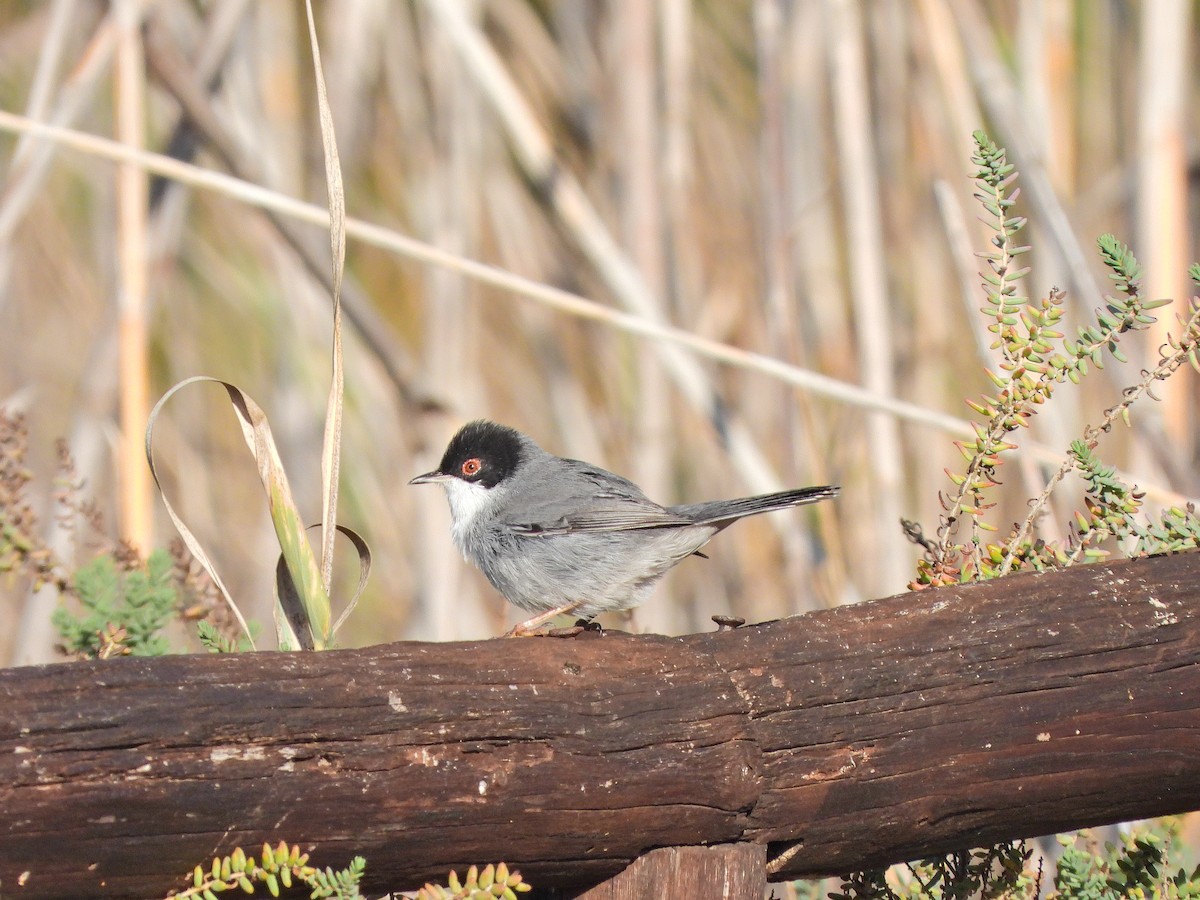 Txinbo burubeltza - ML644639912